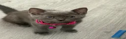 British Shorthair cats for sale: Beautiful BSH  - Advert 24