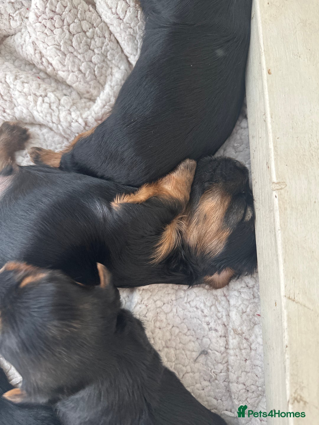 Yorkshire Terrier dogs for sale: Yorkshire terrier puppies  - Image 7