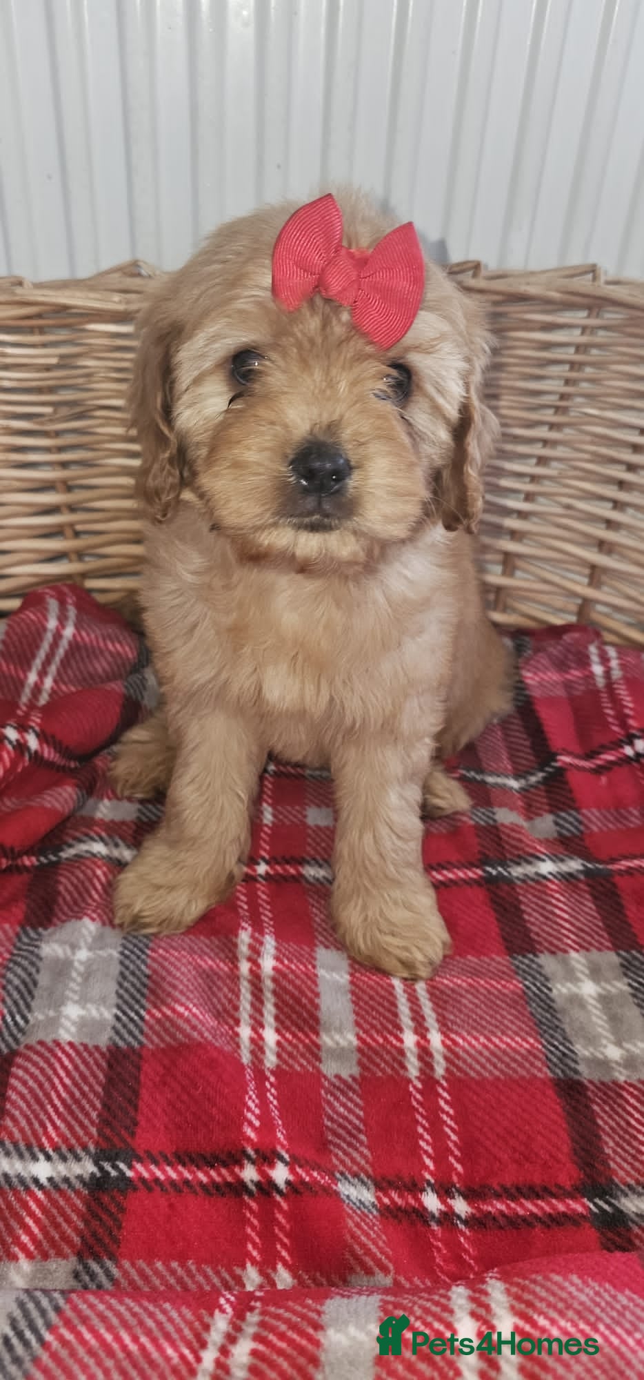 Cavapoochon dogs Ready now vet checked report will be given  - Advert 5