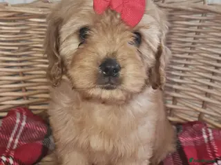 Cavapoochon dogs Ready now vet checked report will be given - Advert 7