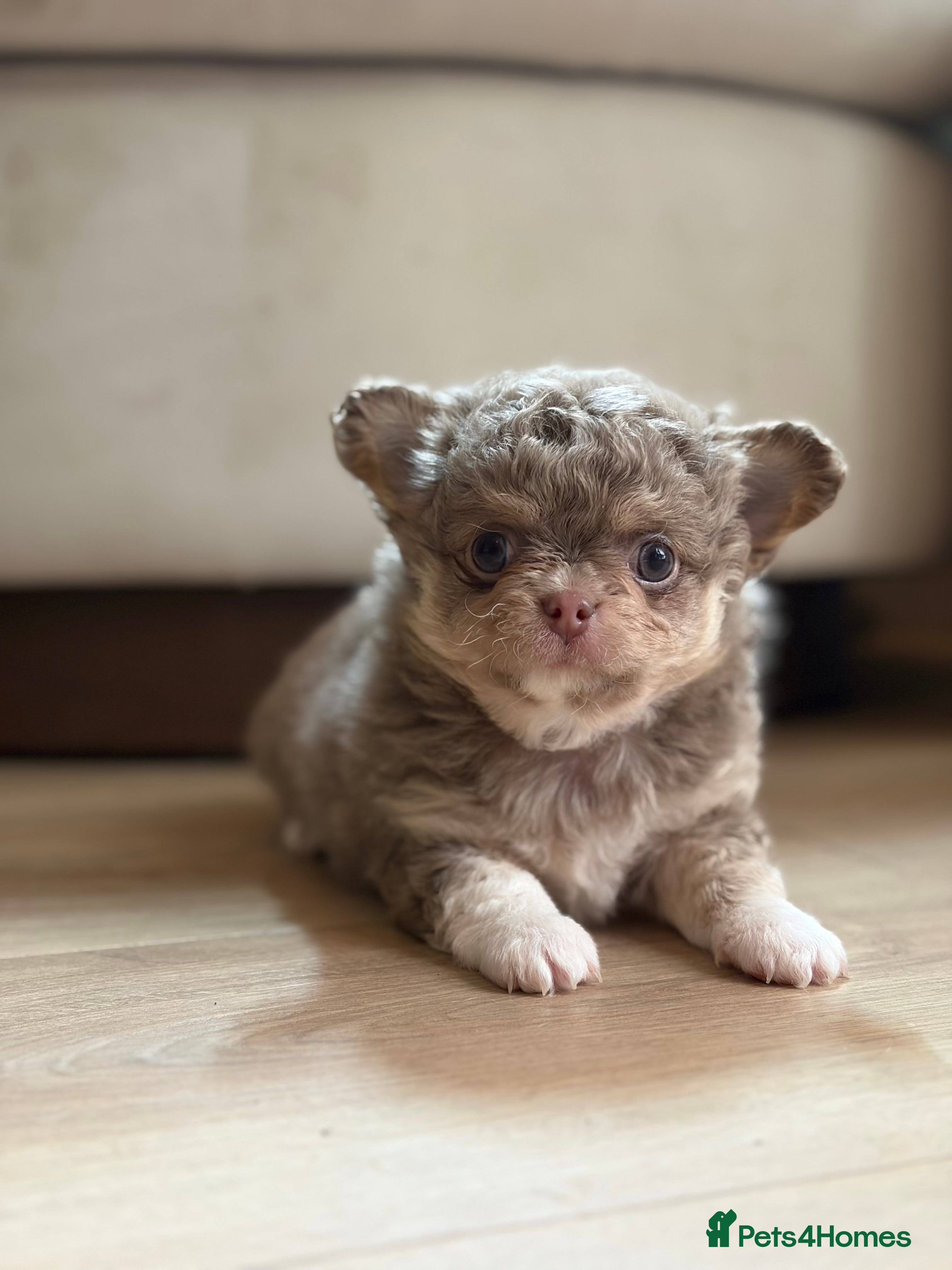 Chihuahua dogs 😍 Beautiful KC Chihuahua Puppies 😍 - Advert 4