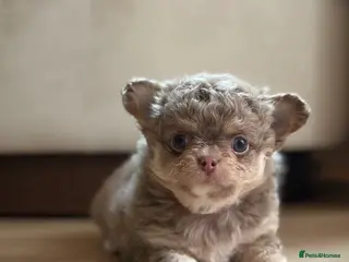 Chihuahua dogs 😍 Beautiful KC Chihuahua Puppies 😍 - Advert 4