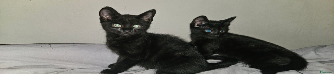 Black male 