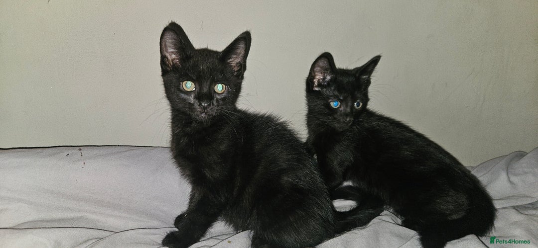 Mixed Breed cats for sale: Ready now kittens!  - Image 5