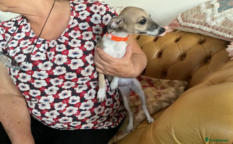 Italian Greyhound dogs - Advert 2