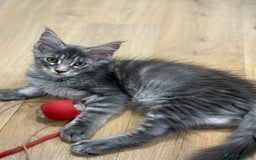 Maine Coon cats for sale: Maine Coon pedigree  - Image 9