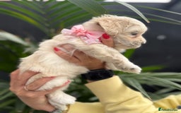 Maltipoo dogs for sale: ❤️Maltipoo beutifull puppies healthy checked❤️😍🥰 - Image 24