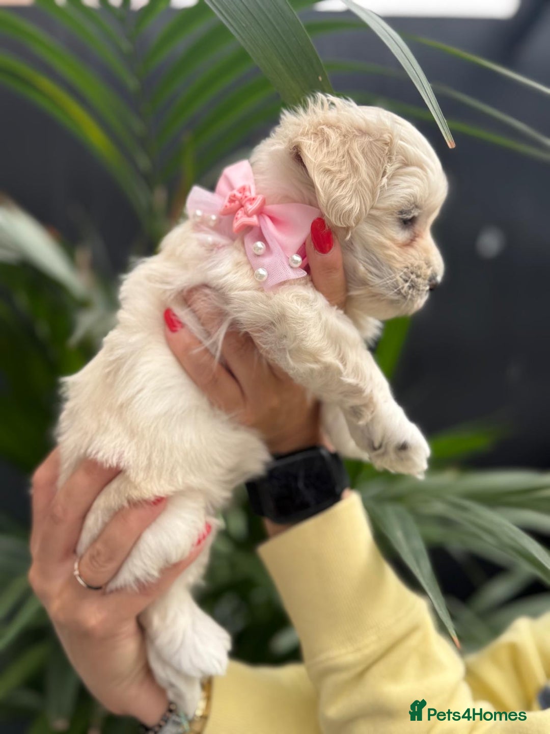 Maltipoo dogs for sale: ❤️Maltipoo beutifull puppies healthy checked❤️😍🥰 - Image 24