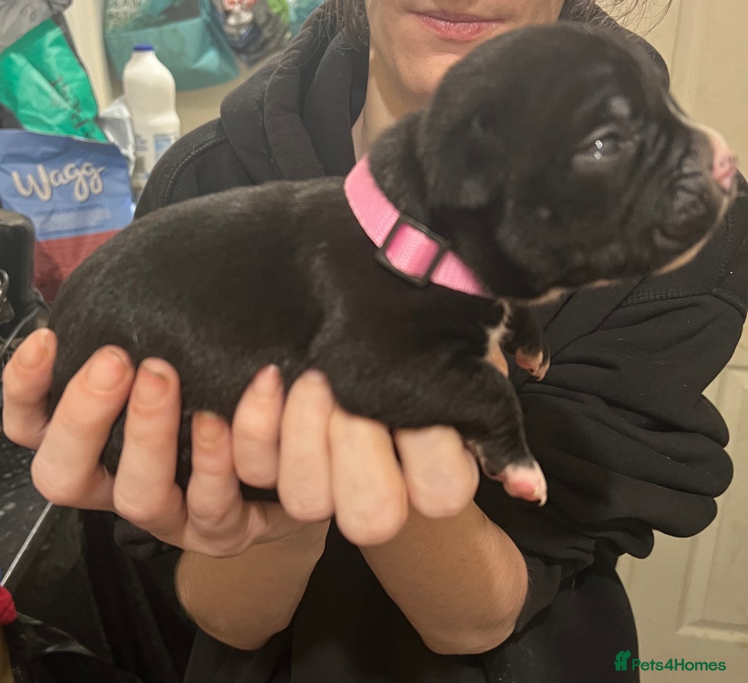 Mixed Breed dogs for sale: 4 Beautiful puppies looking for forever homes. - Image 2