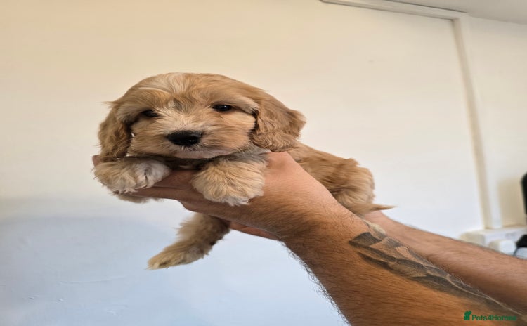 Cockapoo dogs - Advert 1