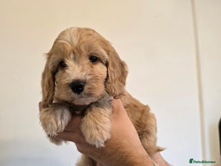 Cockapoo dogs - Advert 17