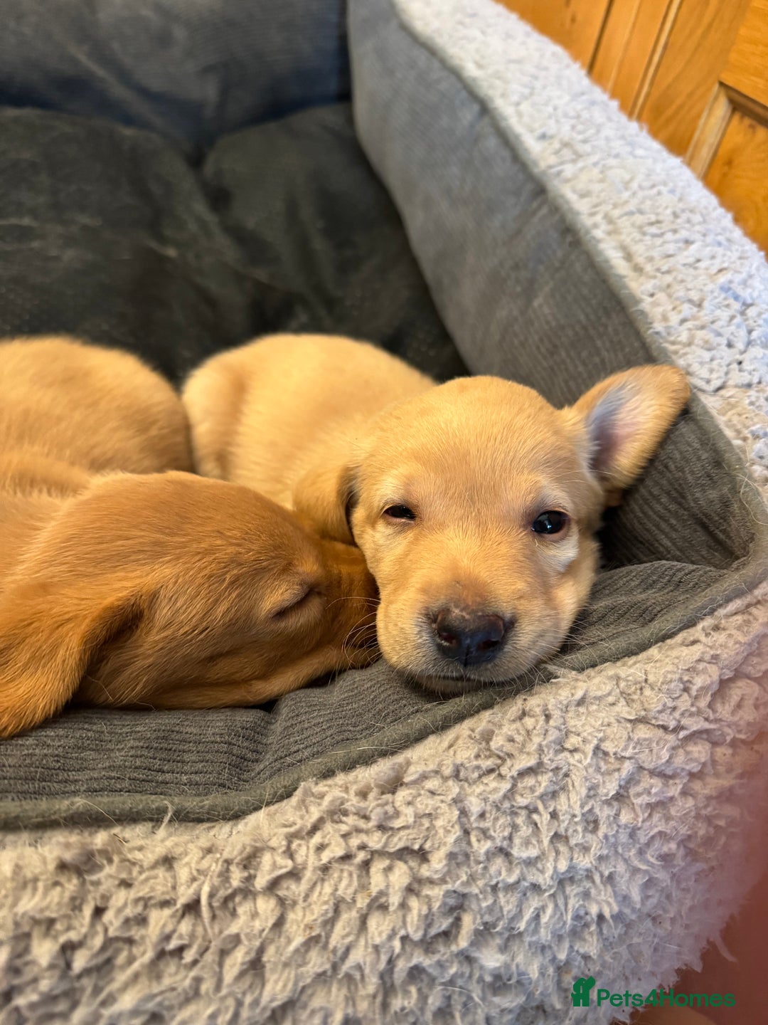 Labrador Retriever dogs for sale: 6 Pedigree Fox Red Labrador Puppies - Image 24