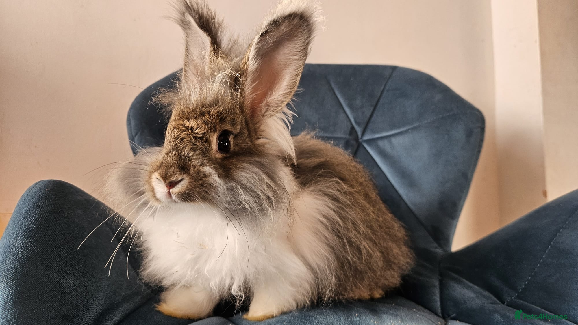 Angora rabbits ❤️Stunning full- face English Angora Babies❤️ - Advert 5