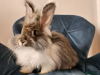 Angora rabbits ❤️Stunning full- face English Angora Babies❤️ - Advert 5