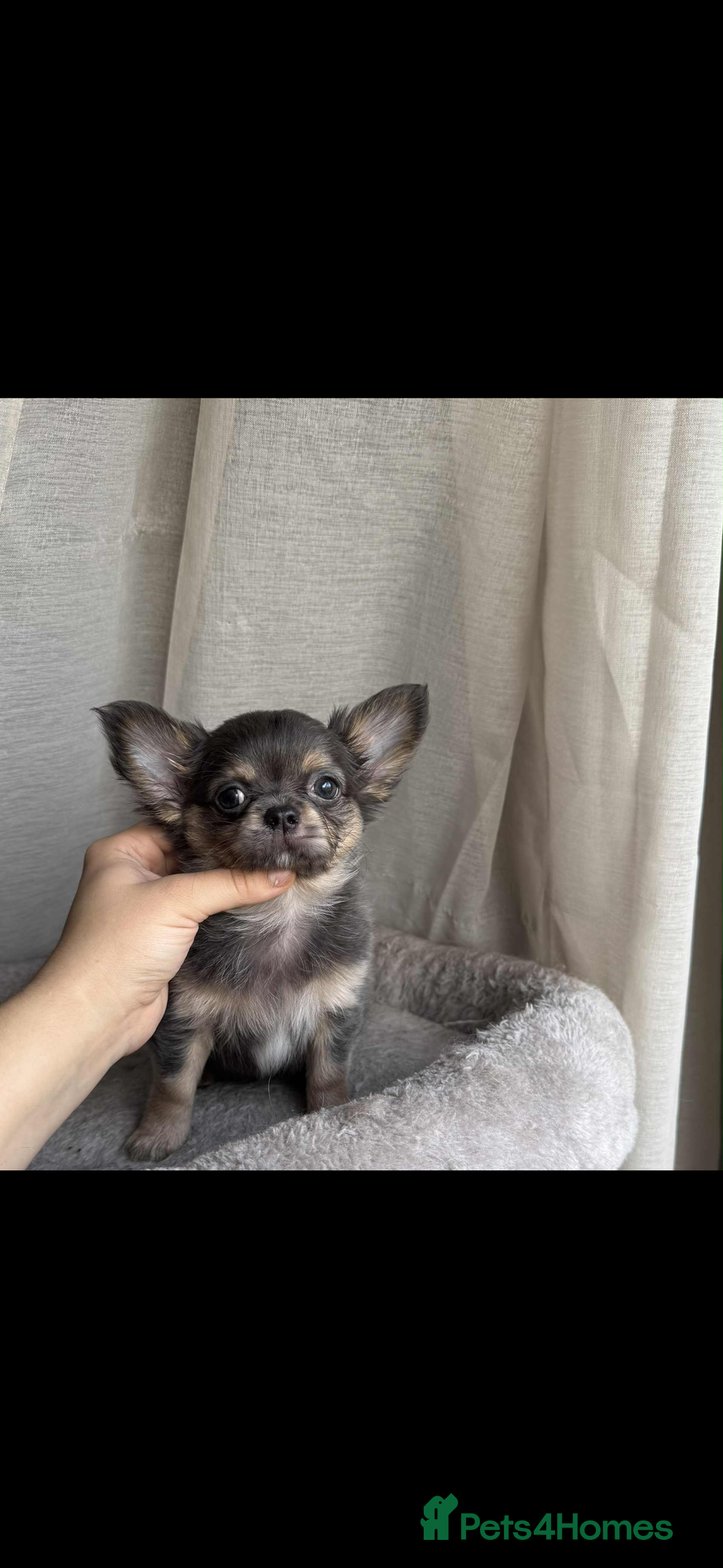 Chihuahua dogs for sale: READY TO LEAVE SOON Tiny Blue Longhair Chihuahua  - Advert 5