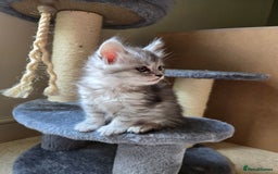 Maine Coon cats for sale: 4 Beautiful GCCF Registered Maine Coon Kittens  - Image 3