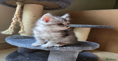 Maine Coon cats - Advert 4