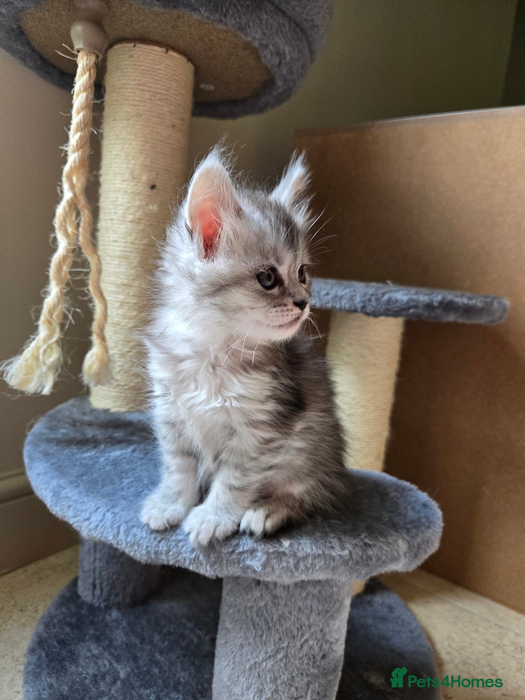 Maine Coon cats for sale: 4 Beautiful GCCF Registered Maine Coon Kittens  - Image 3
