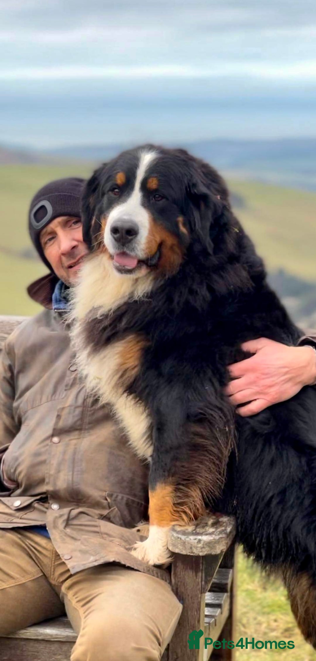 Bernese Mountain Dog dogs for sale: Quality Bernese Mountain Dog Puppies  - Advert 20