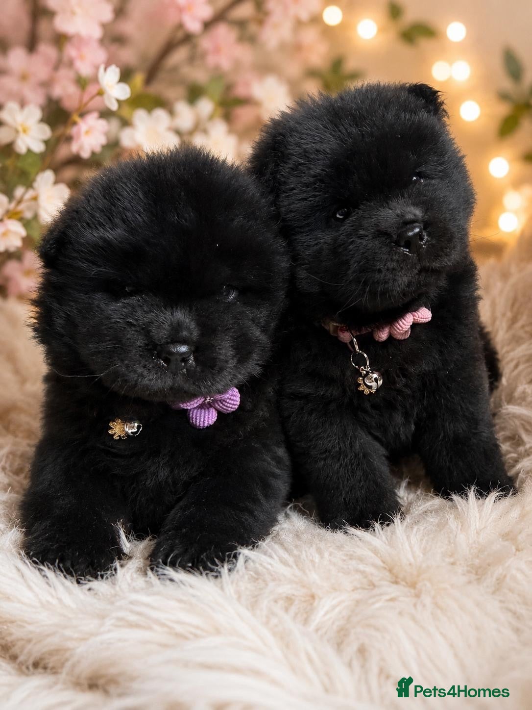 Chow Chow dogs 🧬 KC reg Chow bears ready 24th! 2 girls left 🐻  - Advert 2