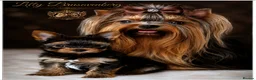 Yorkshire Terrier dogs for sale: MINIATURE YORKSHIRE TERRIERS KC PARENTS DNA TESTED - Advert 2
