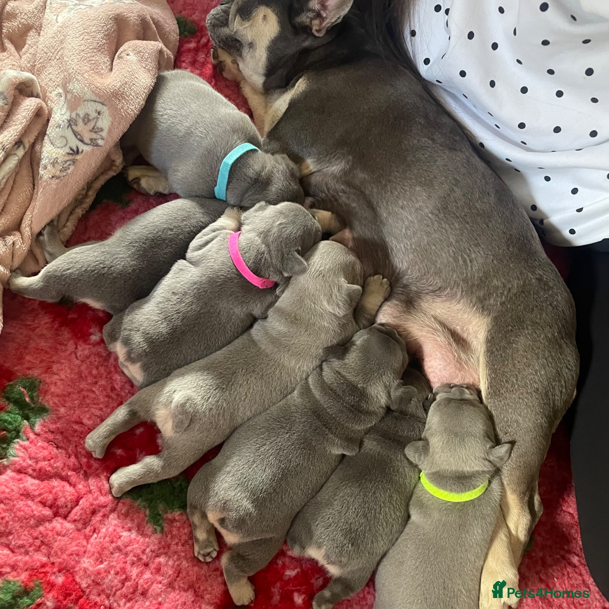 French Bulldog dogs Lilac Tan French Bulldogs  - Advert 6