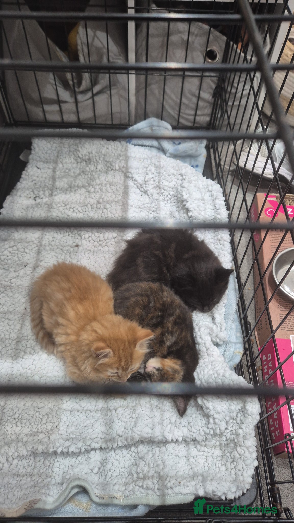 Domestic Shorthair cats Adorable kittens for sale - Advert 11