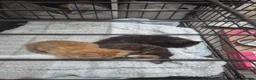 Domestic Shorthair cats for sale: Adorable kittens for sale in Rochford - Advert 1