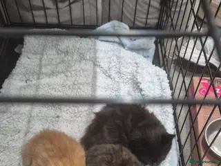 Domestic Shorthair cats Adorable kittens for sale - Advert 11