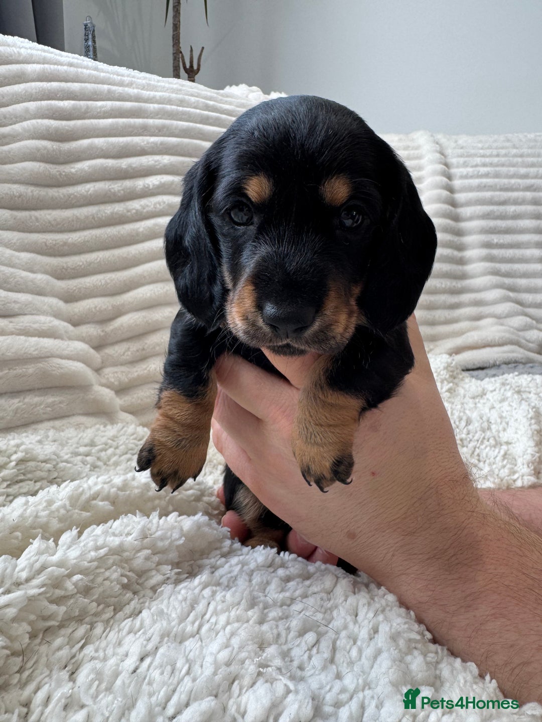 Dachshund dogs for sale: Beautiful Standard Dachshund Puppies - Advert 10