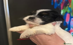 Lhasa Apso dogs for sale: Stunning kc registered Lhasa apso pups - Image 3