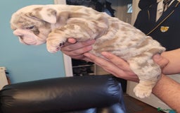 English Bulldog dogs for sale: English Bulldog puppies  - Image 11