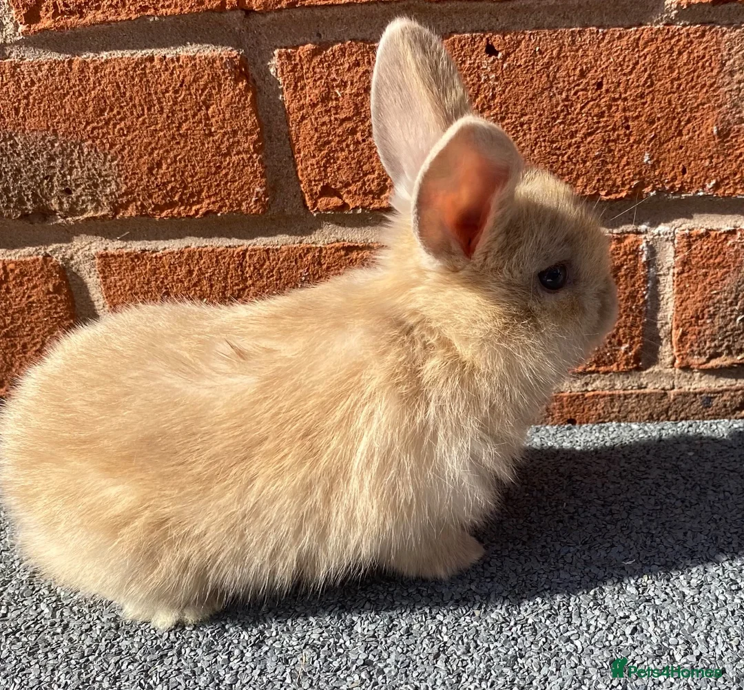 Mini Lop rabbits for sale: STUNNING PURE BREED MINI LOPS  - Advert 1