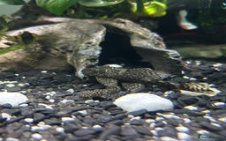 Plecos fish for sale: Bristle Nose Plecs  - Image 1