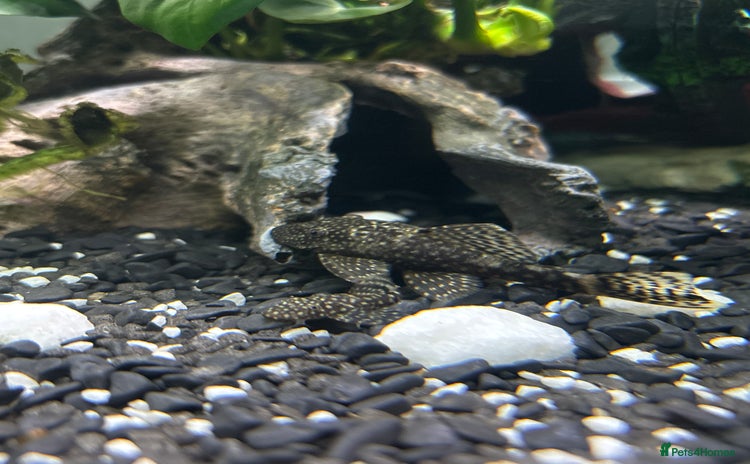Plecos fish - Advert 1
