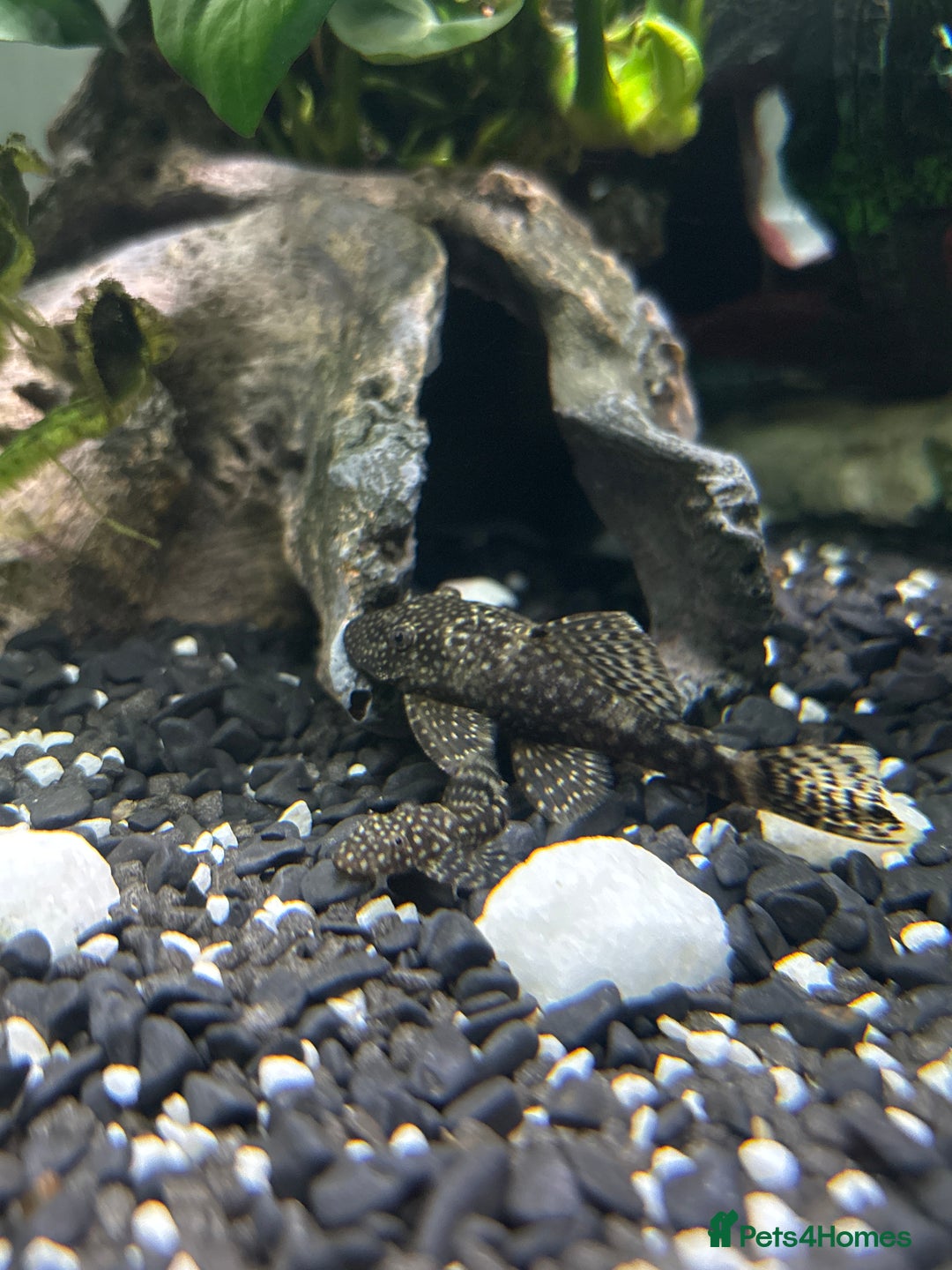 Plecos fish for sale: Bristle Nose Plecs  - Image 1