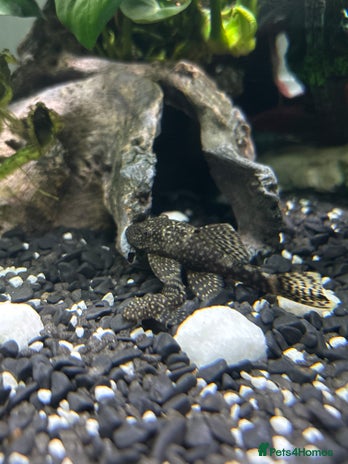 Plecos fish - Advert 13