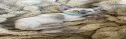 Siamese cats for sale: Last girl lilac point left  - Advert 14
