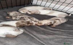 Miniature Dachshund dogs for sale: Stunning Long-Haired Miniature Dachshund Puppies!  - Image 10
