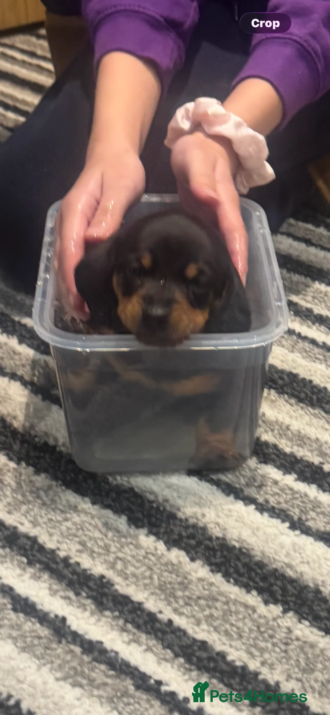 Miniature Dachshund dogs for sale: Miniature dachshund - Advert 3