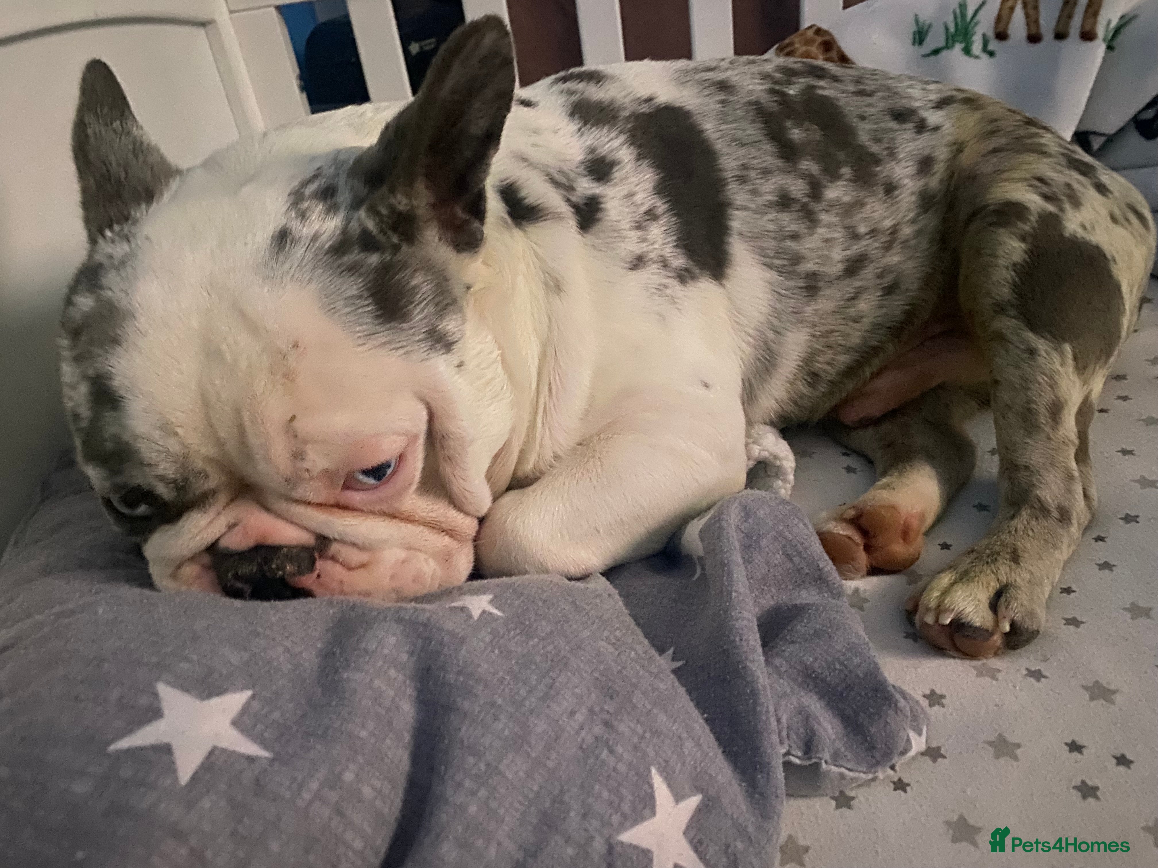 French Bulldog dogs Beautiful merle French bulldog - Advert 2