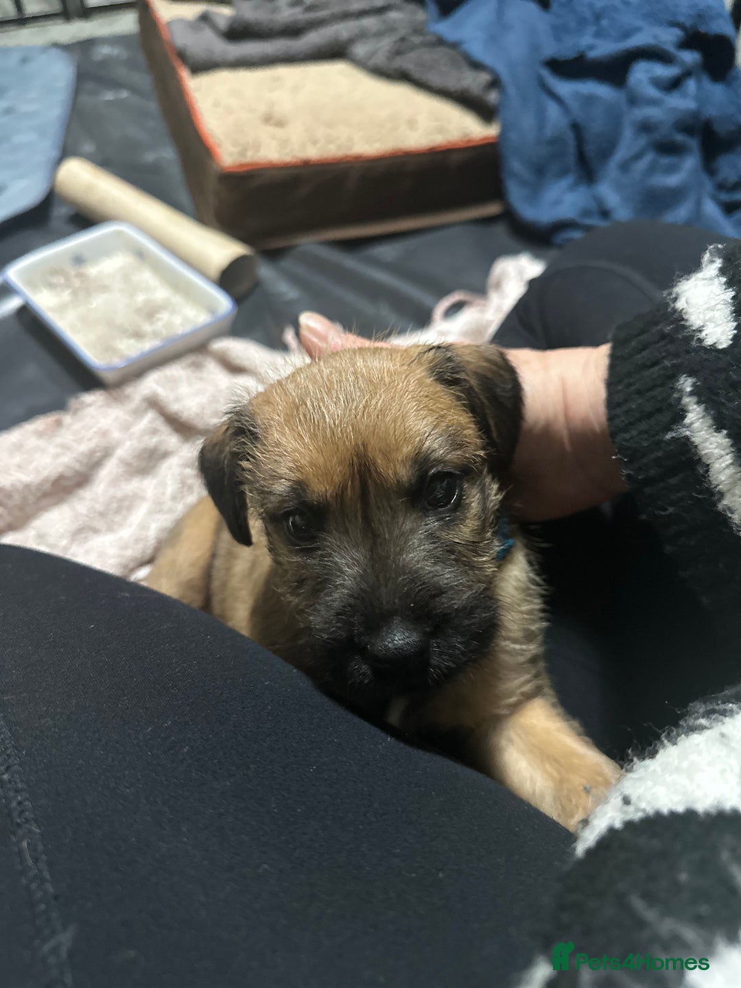 Patterdale Terrier dogs for sale: 5 Gorgeous Patterdale Puppies  - Advert 31