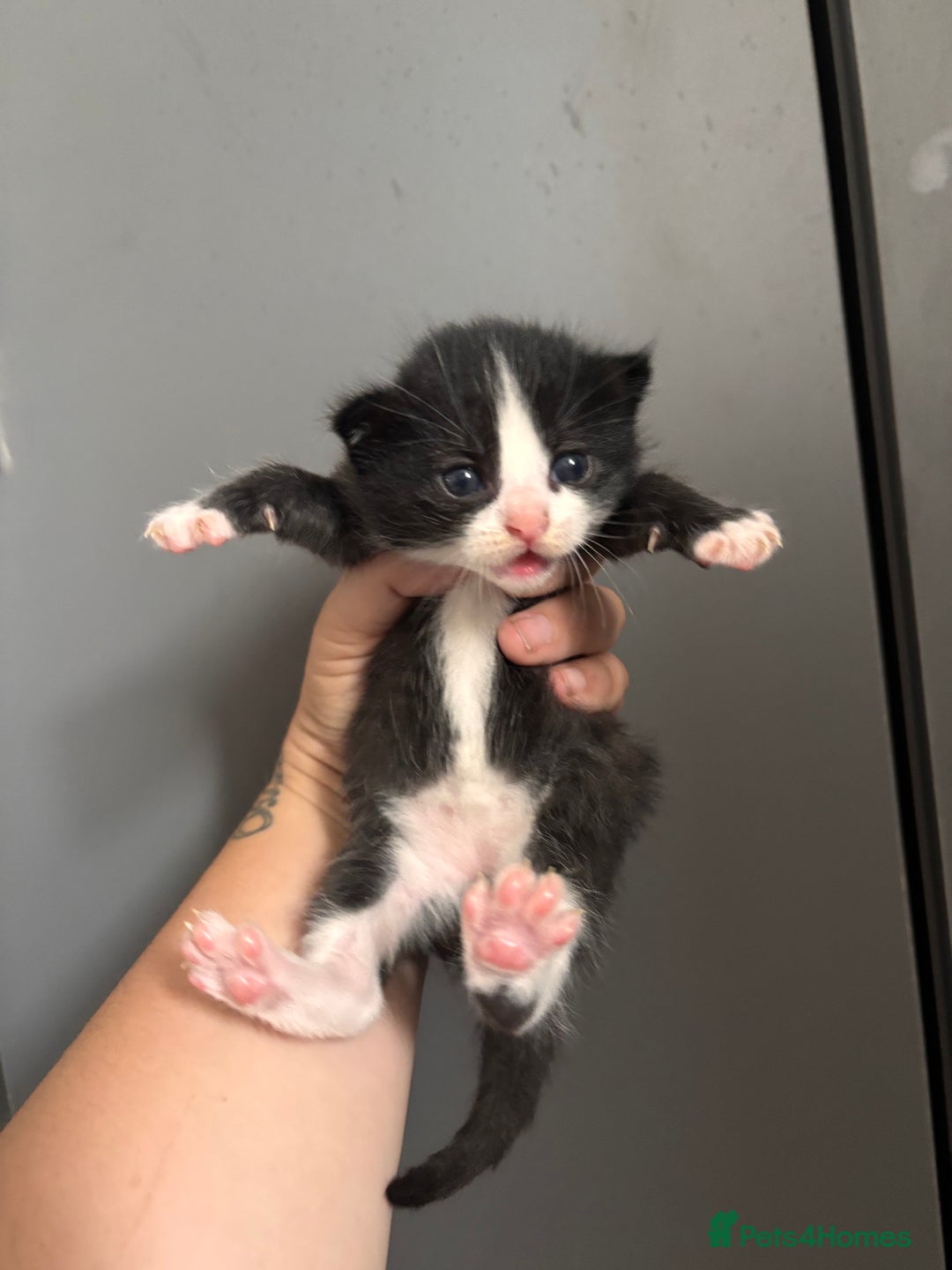Ragdoll cats for sale: RagDoll/Tabby kittens  - Image 8