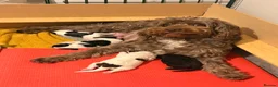 Goldendoodle dogs for sale: Gorgeous Double Doodle Boys - Advert 10