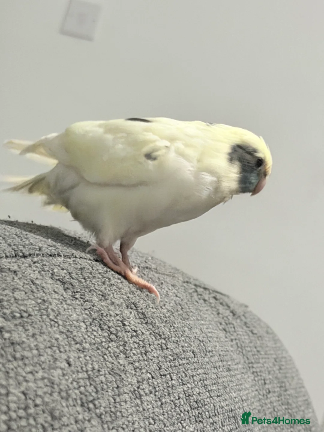 Parakeets birds for sale: Kakariki baby  in Ware - Advert 2