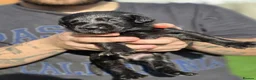 Labrador Retriever dogs for sale: Labrador  - Advert 11