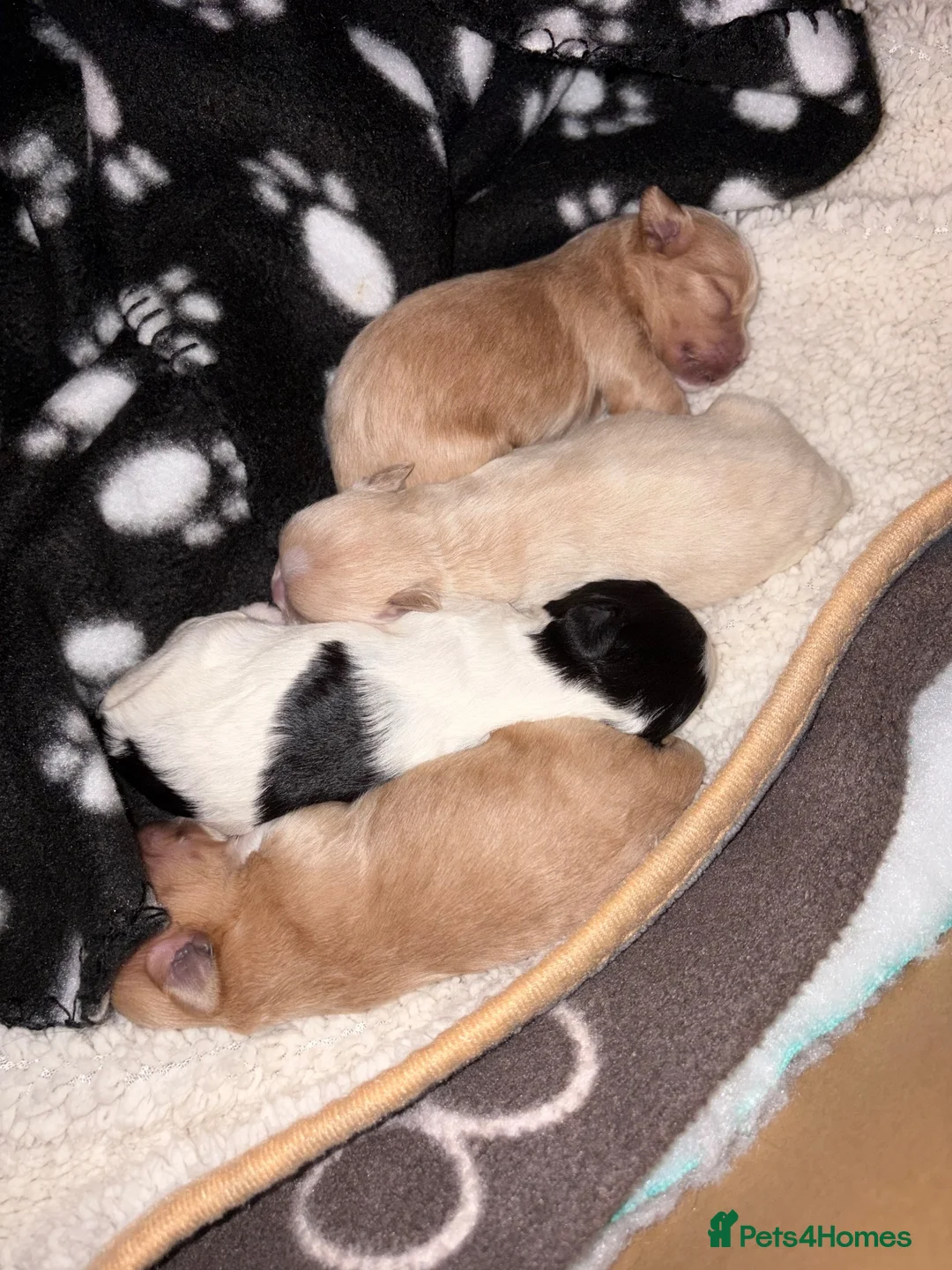 Mixed Breed dogs for sale: Male Puppy in Aberdeen - Advert 2