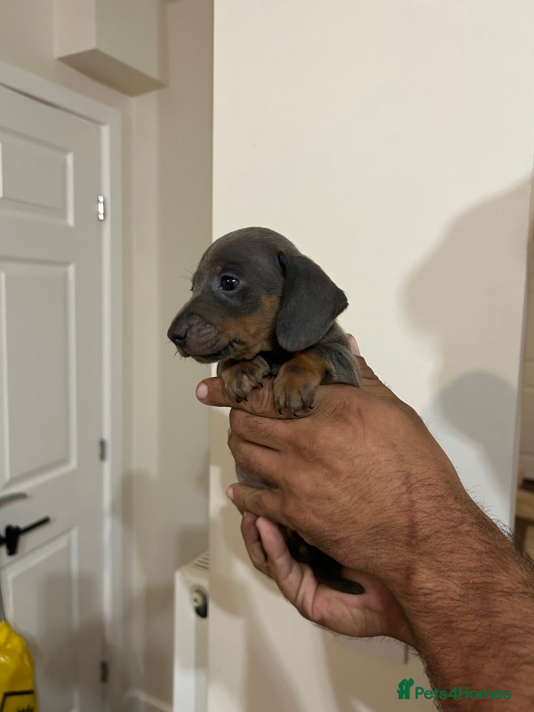 Miniature Dachshund dogs for sale: Miniature dachshunds  - Image 8
