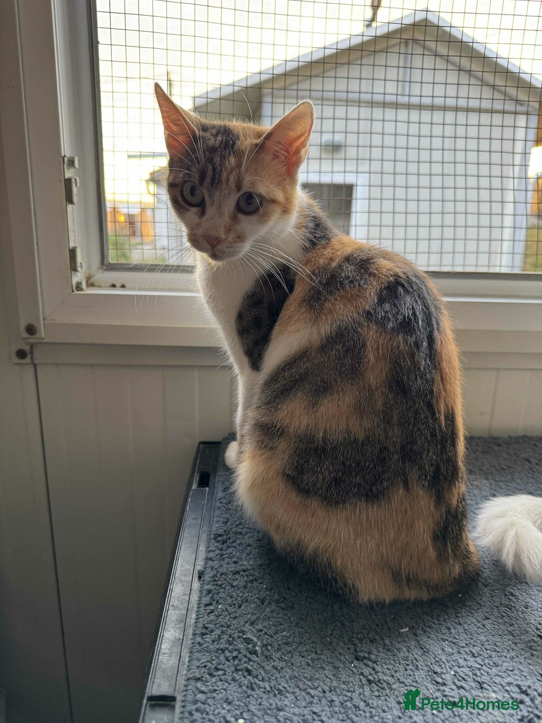 Mixed Breed cats for adoption: Laurie - Brandon Suffolk  - Image 4