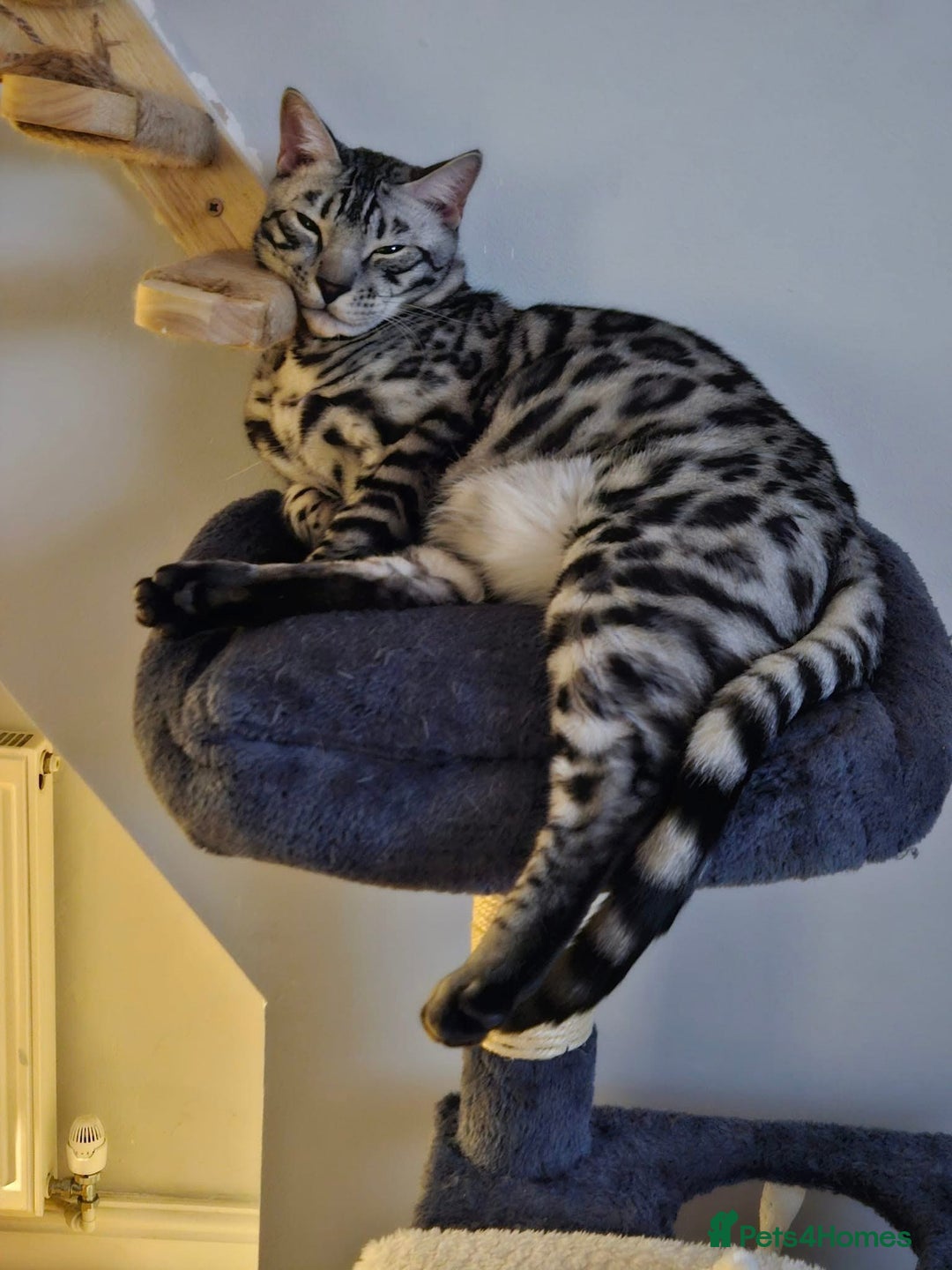 Bengal cats for sale: Sensational Silver Bengal boy requires new family  - Image 32
